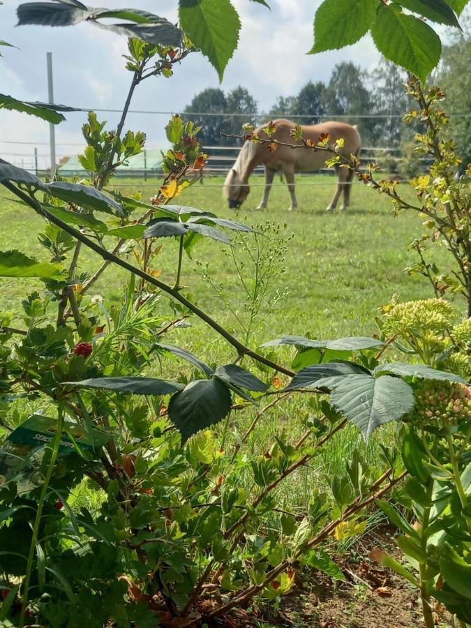 Landidylle Mit Garten, Whirlpool Und Klima Reken Kültér fotó